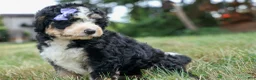 Bernedoodle dogs for sale:  Darla   - Ad 7