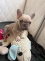 French Bulldog Puppy 4