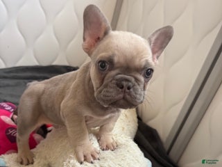 French Bulldog dogs French Bulldog Puppy 4 - Ad 33