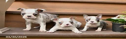 Boston Terrier dogs for sale: Tiny - Ad 5
