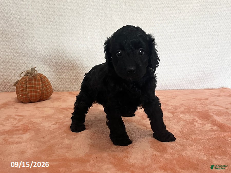 Cavapoo dogs for sale: Faith - Ad 1