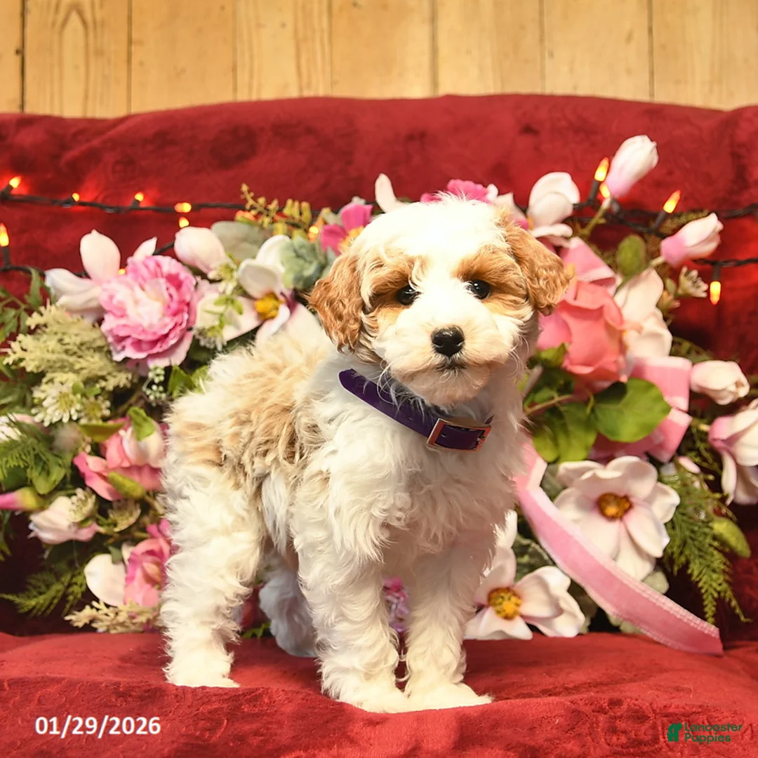 Mini Goldendoodle dogs for sale: Rainbow Teasures  - Ad 4