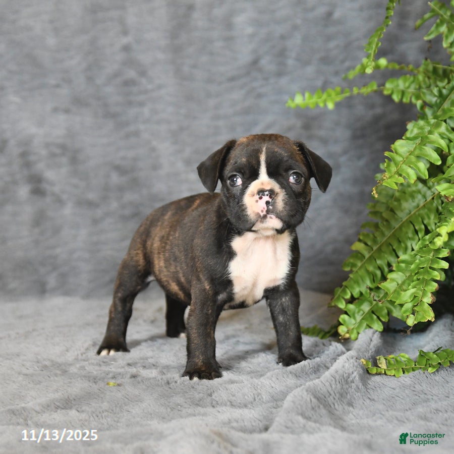 Frenchton dogs Buddy - Ad 20