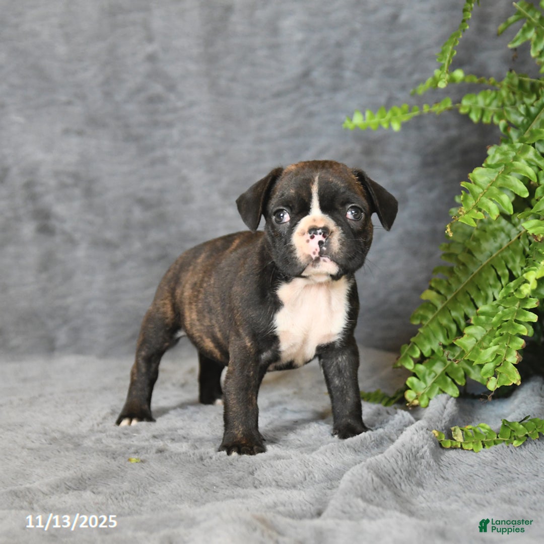 Frenchton dogs for sale: Buddy - Ad 4