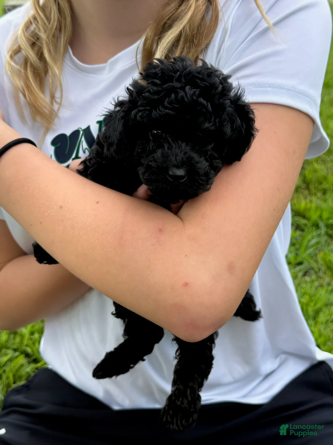 Toy Poodle dogs for sale: BB - Ad 2