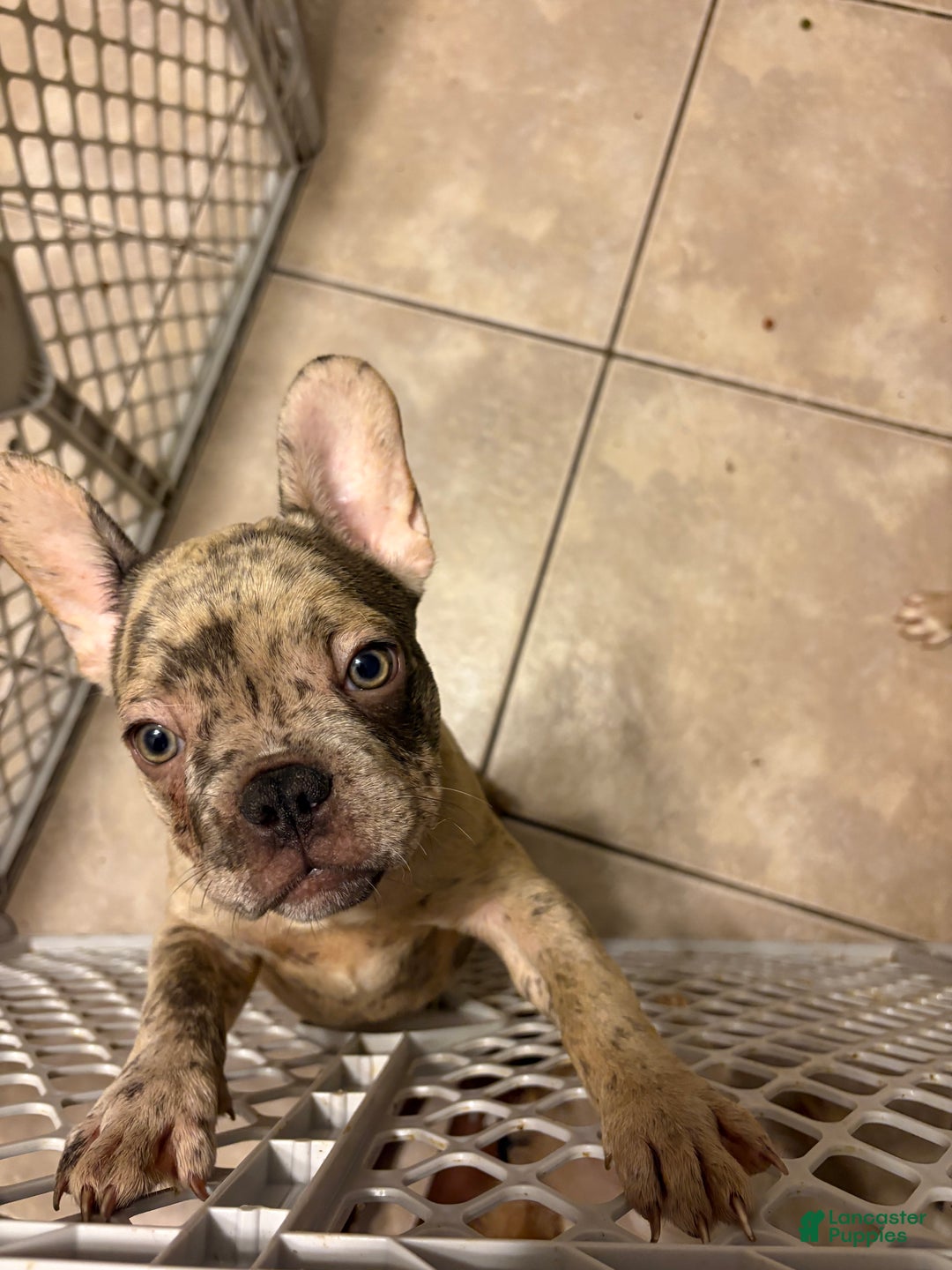 French Bulldog dogs for sale: French Bulldog Puppy 2 - Ad 6