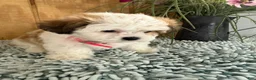 Teddy Bear dogs for sale: Sweetie - Ad 13
