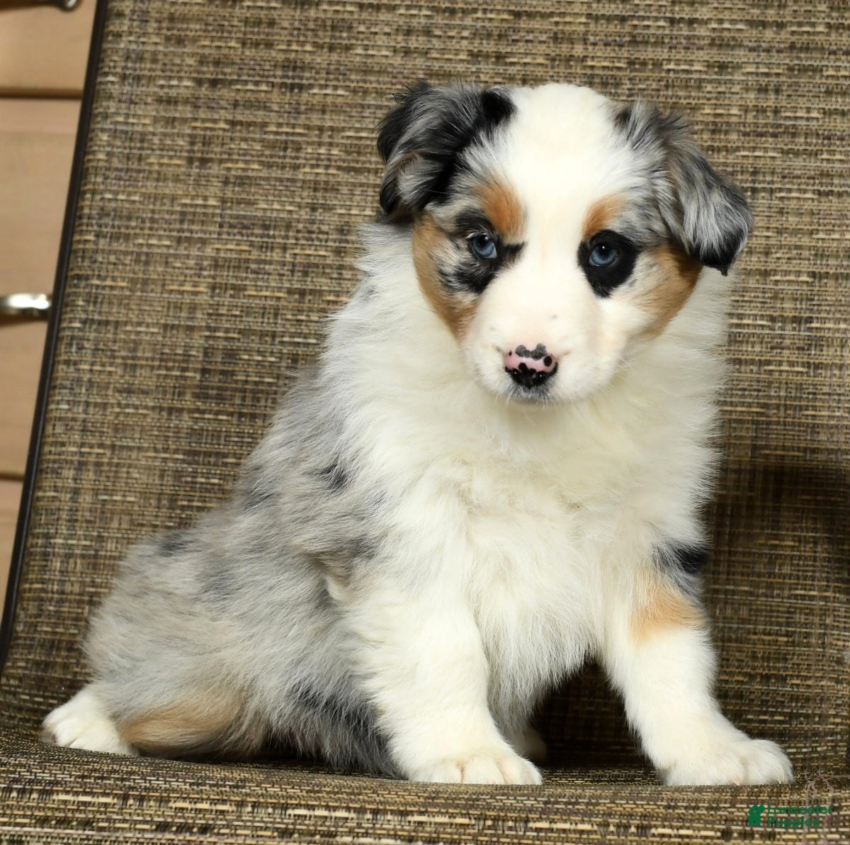 Miniature Australian Shepherd dogs Autumn - Ad 12