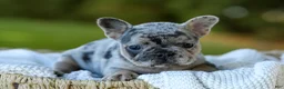 French Bulldog dogs for sale: Darla - Blue Merle - Ad 4