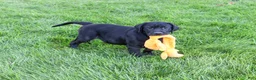 Labrador Retriever dogs for sale: Shawn  - Ad 3