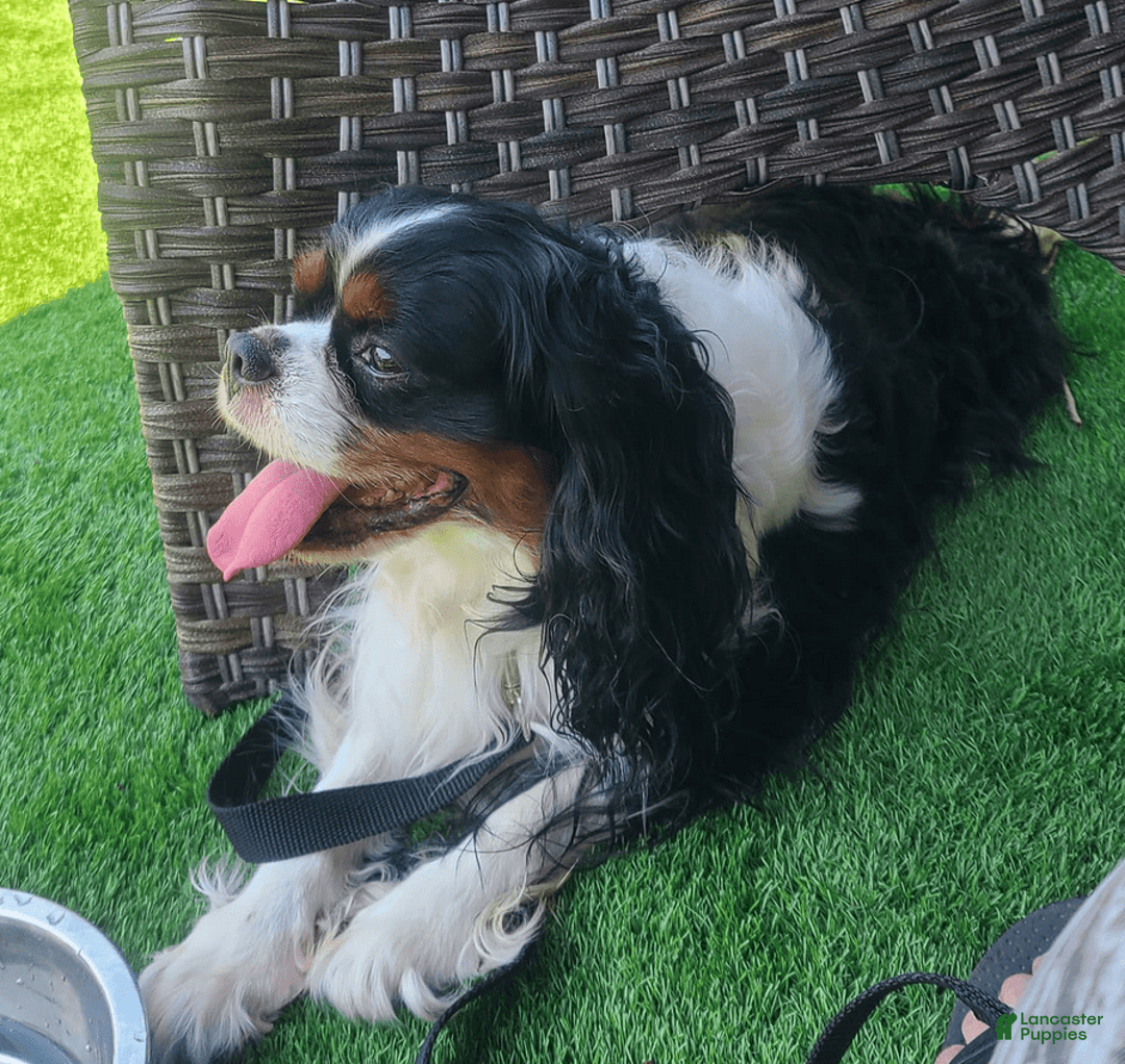 Gallery Image {{count}}