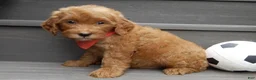 Mini Goldendoodle dogs for sale: Bingo - Ad 4
