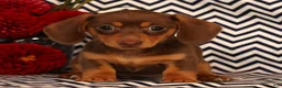 Miniature Dachshund dogs for sale: Abby - Ad 2