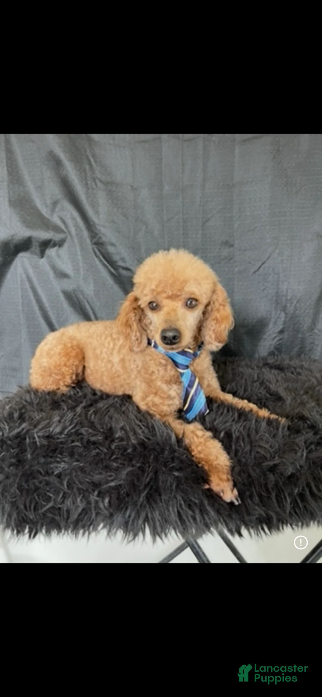 Miniature Poodle dogs for sale: Akc Clear genetics Proven Red Boy - Ad 6