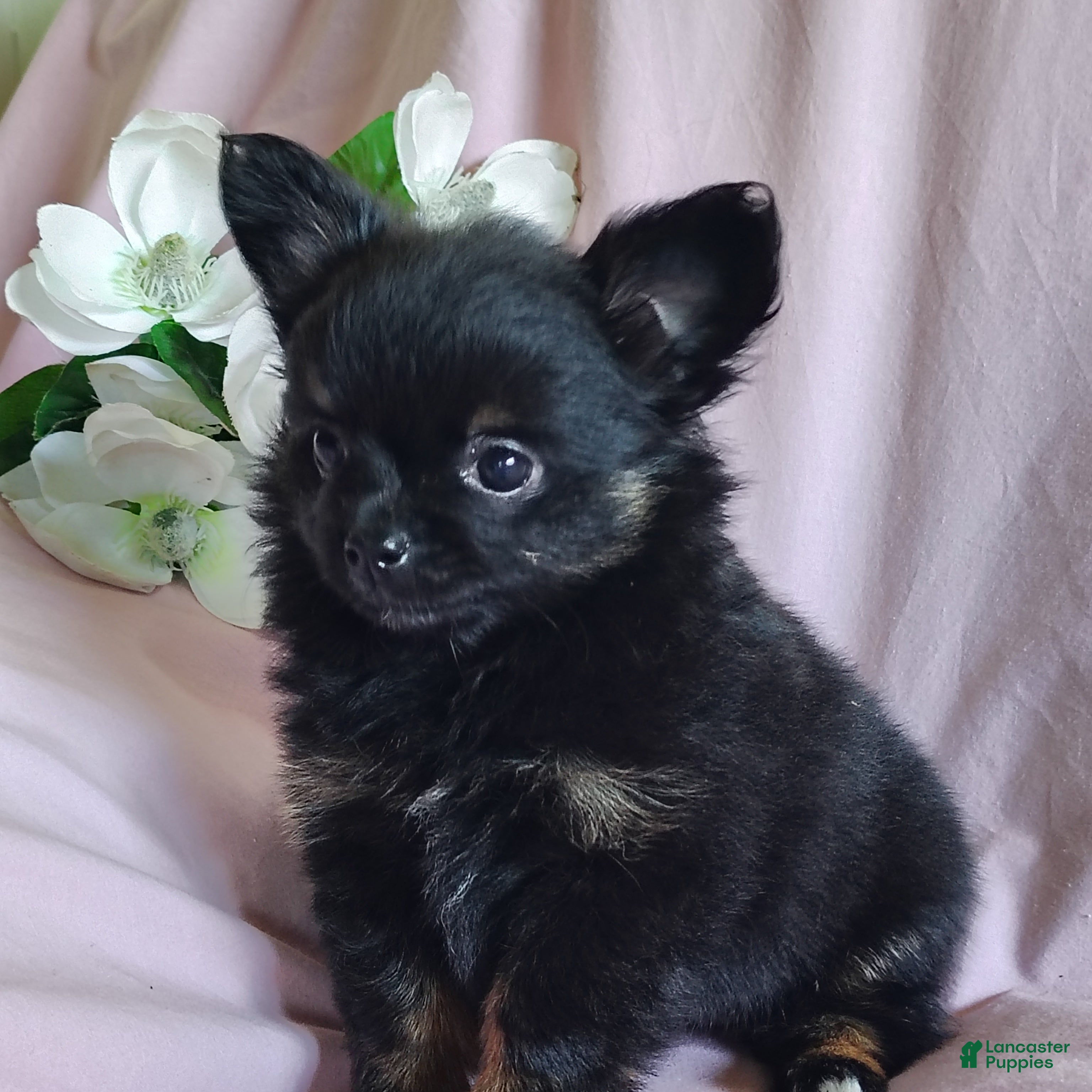 Pomchi dogs Bebe - Ad 1