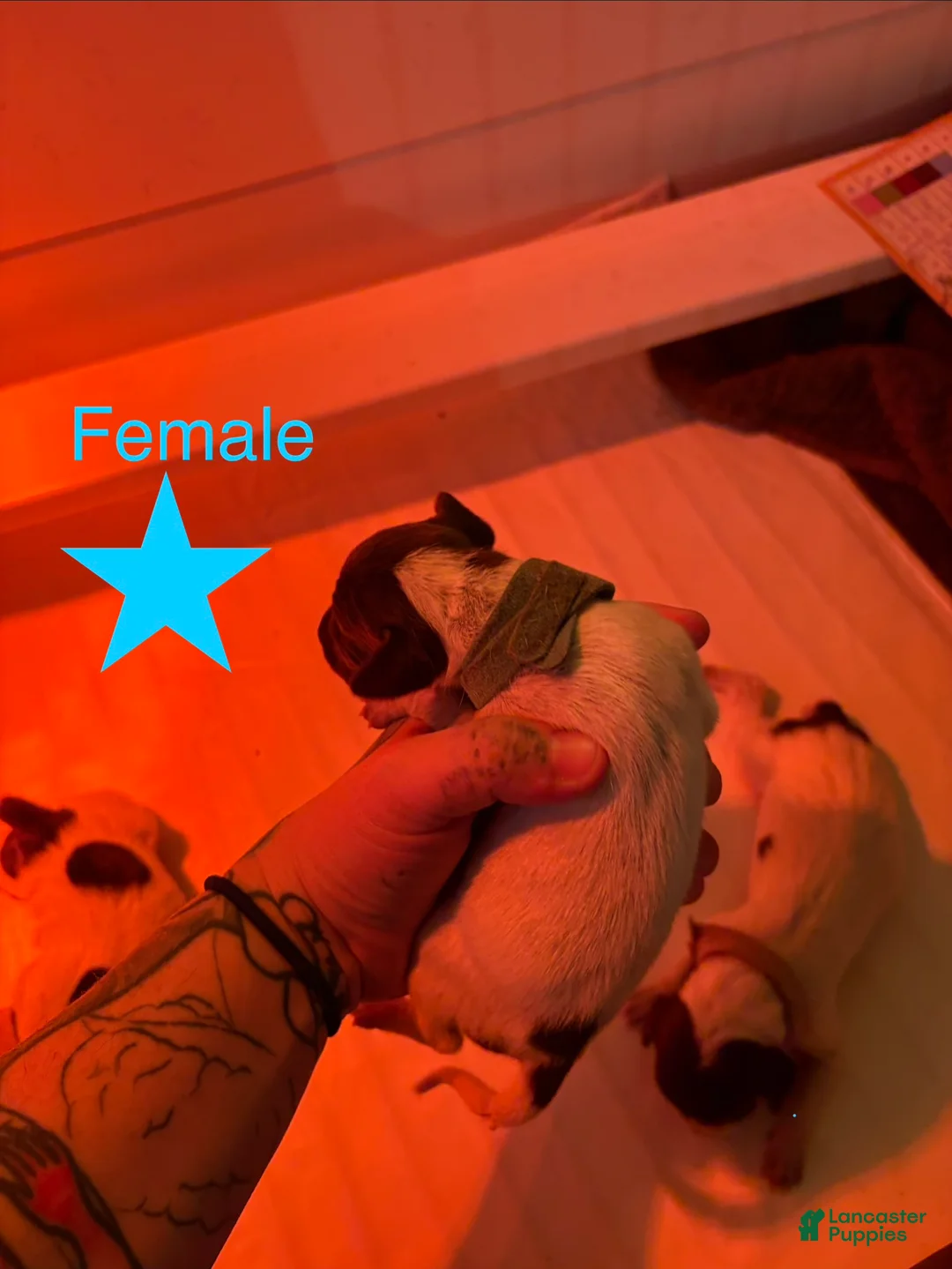 German Shorthaired Pointer dogs for sale: Pipit - Ad 2