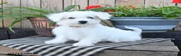 Mixed Breed dogs for sale: Elias - Ad 2