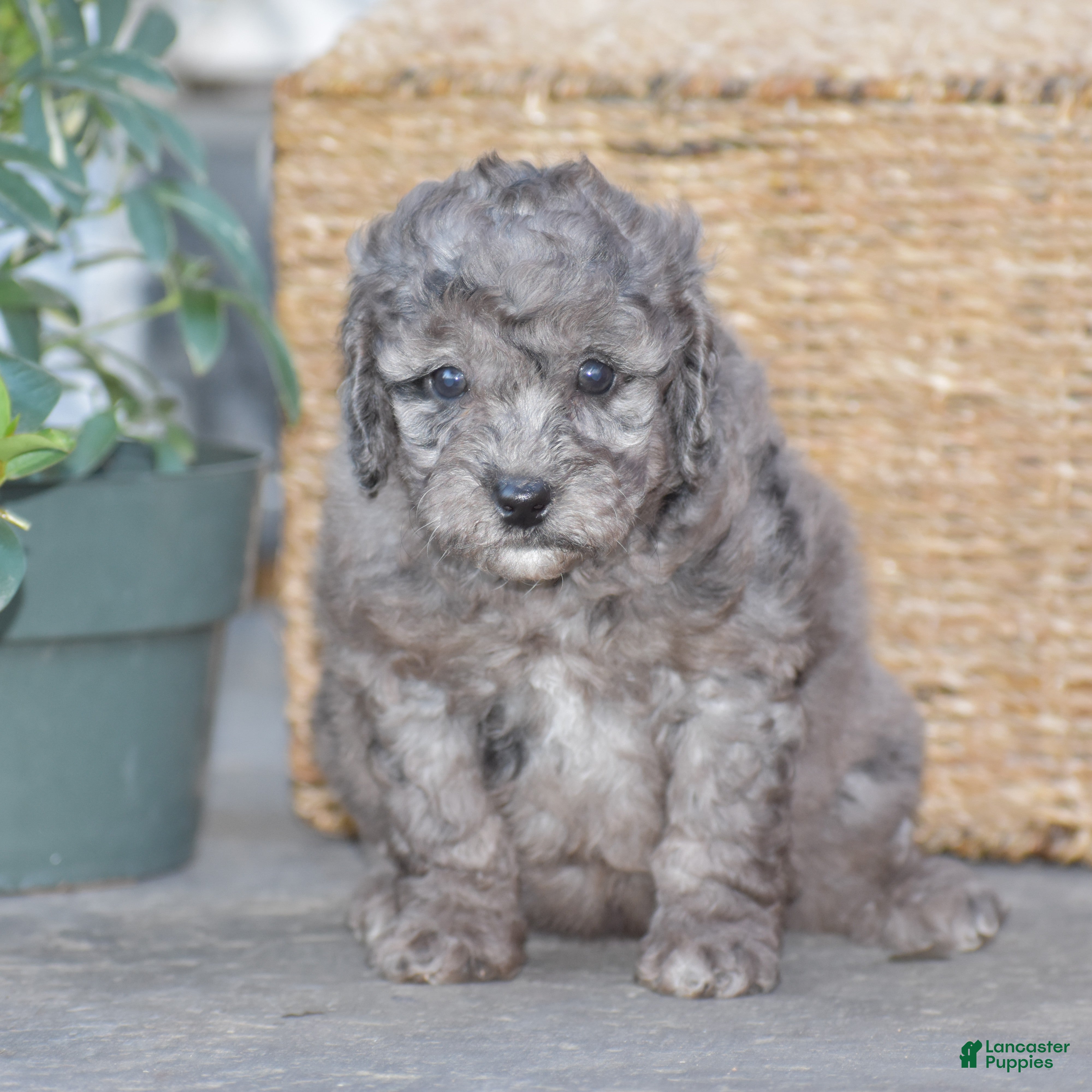 Mini Goldendoodle dogs Honey - Ad 1