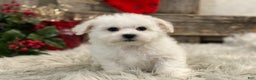 Bichon Frise dogs for sale: Edmond - Ad 4