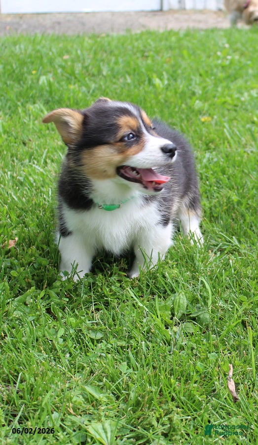 Welsh Corgi Pembroke dogs for sale: Daisy - Ad 3