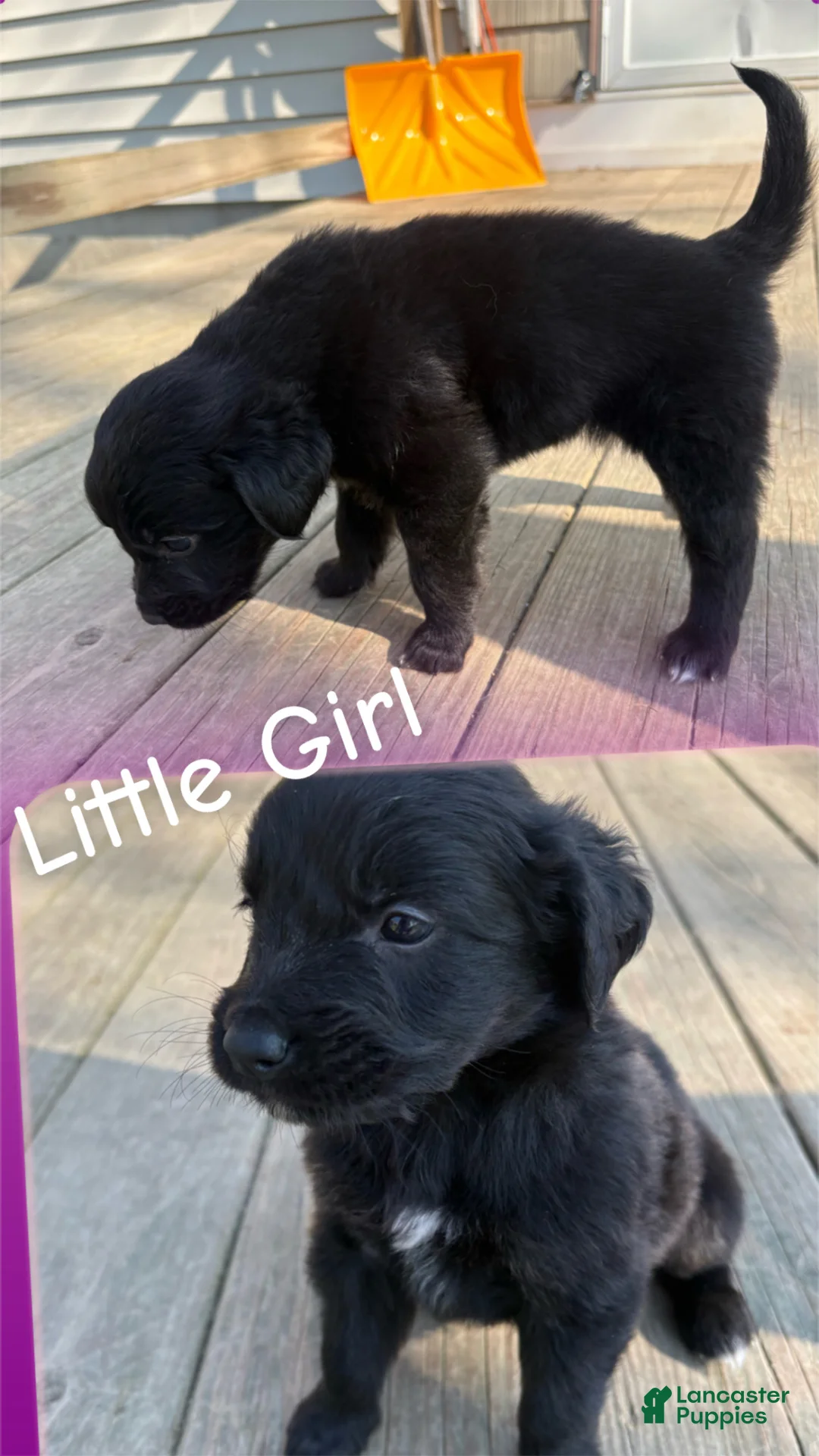 Mixed Breed dogs for sale: Mixed Breed Puppy 2 - Ad 1