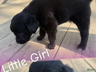 Mixed Breed dogs Mixed Breed Puppy 2 - Ad 3