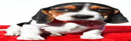 Beagle dogs for sale: Mike - Ad 5