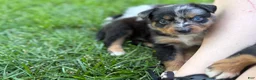 Australian Shepherd dogs for sale: Juniper  - Ad 1