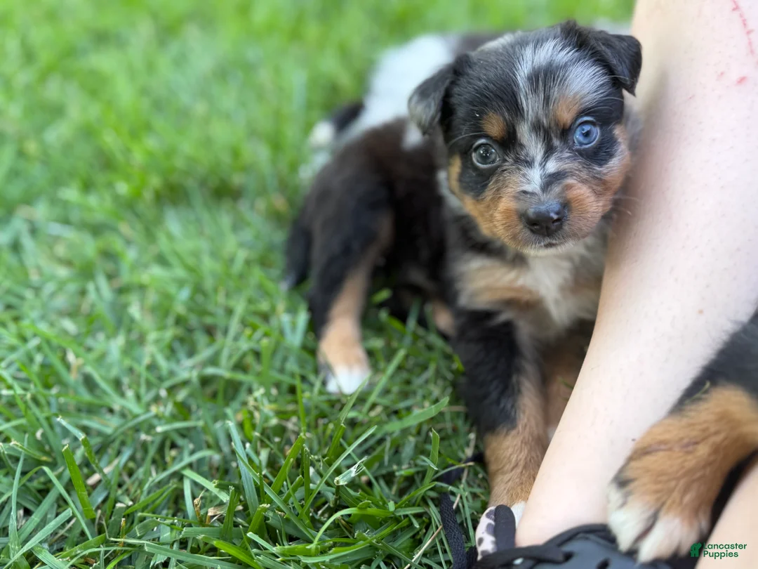 Australian Shepherd dogs for sale: Juniper  - Ad 1