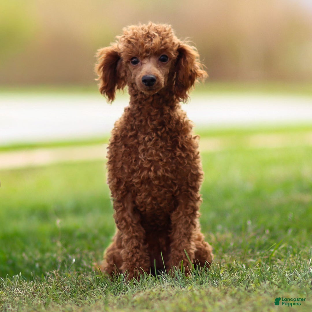 Toy Poodle dogs for sale: Maple Rose - Ad 1