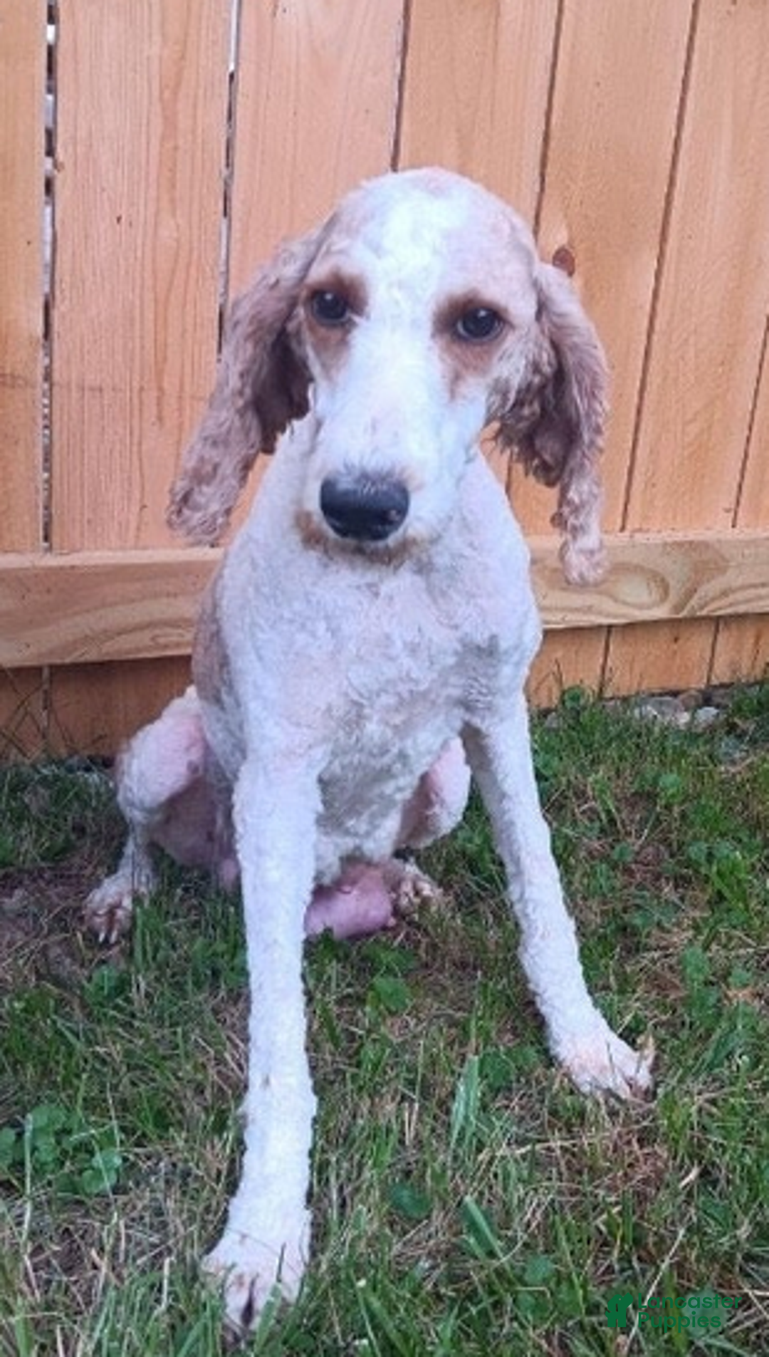 Miniature Poodle dogs for sale: Stella - Ad 6