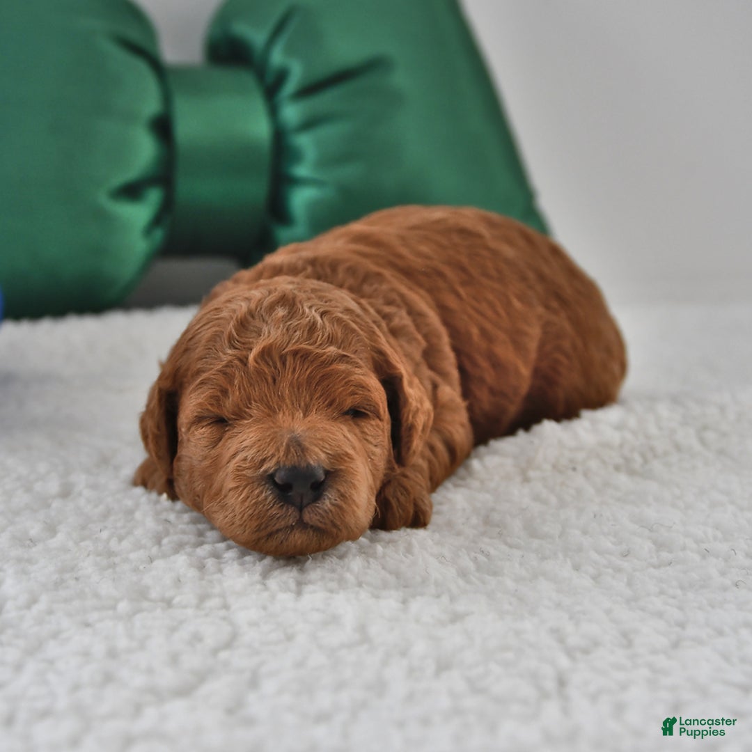 Mini Goldendoodle dogs for sale: Patches - Ad 4