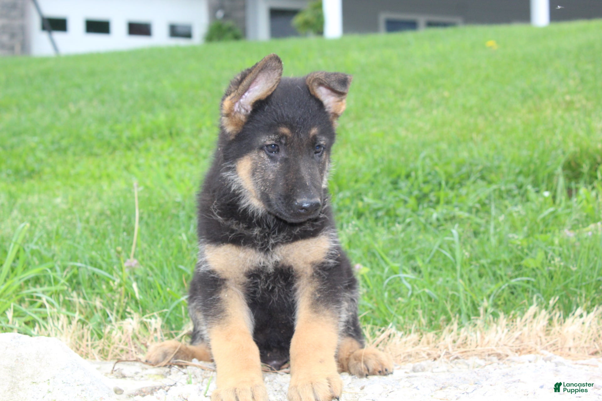 German Shepherd dogs Erik - Ad 1