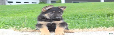 Erik