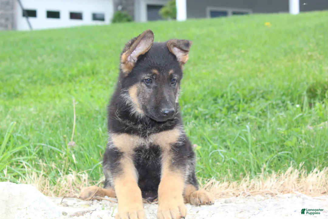 German Shepherd dogs for sale: Erik - Ad 1