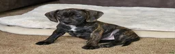 Puggle dogs for sale: Milly - Ad 2