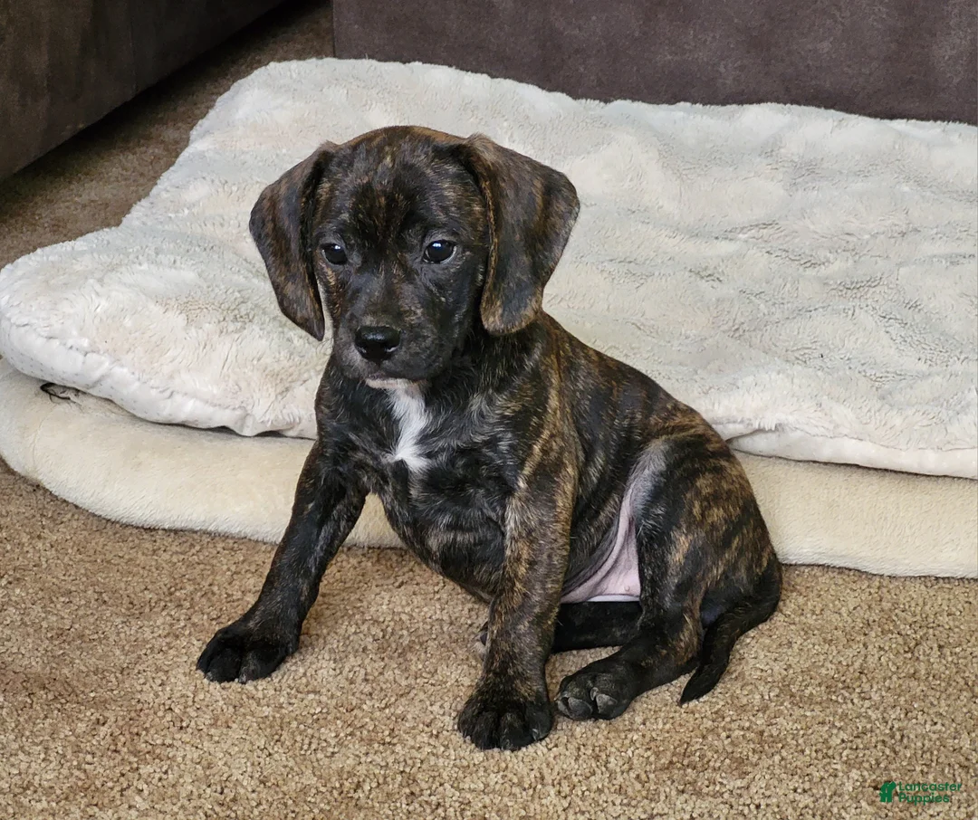 Puggle dogs for sale: Milly - Ad 2