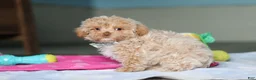 Mixed Breed dogs for sale: Sampson - Ad 6