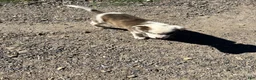 Mixed Breed dogs for sale: Mixed Breed Puppy #6 - Ad 9