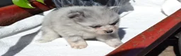 Pomeranian dogs for sale: Wynter - Ad 3