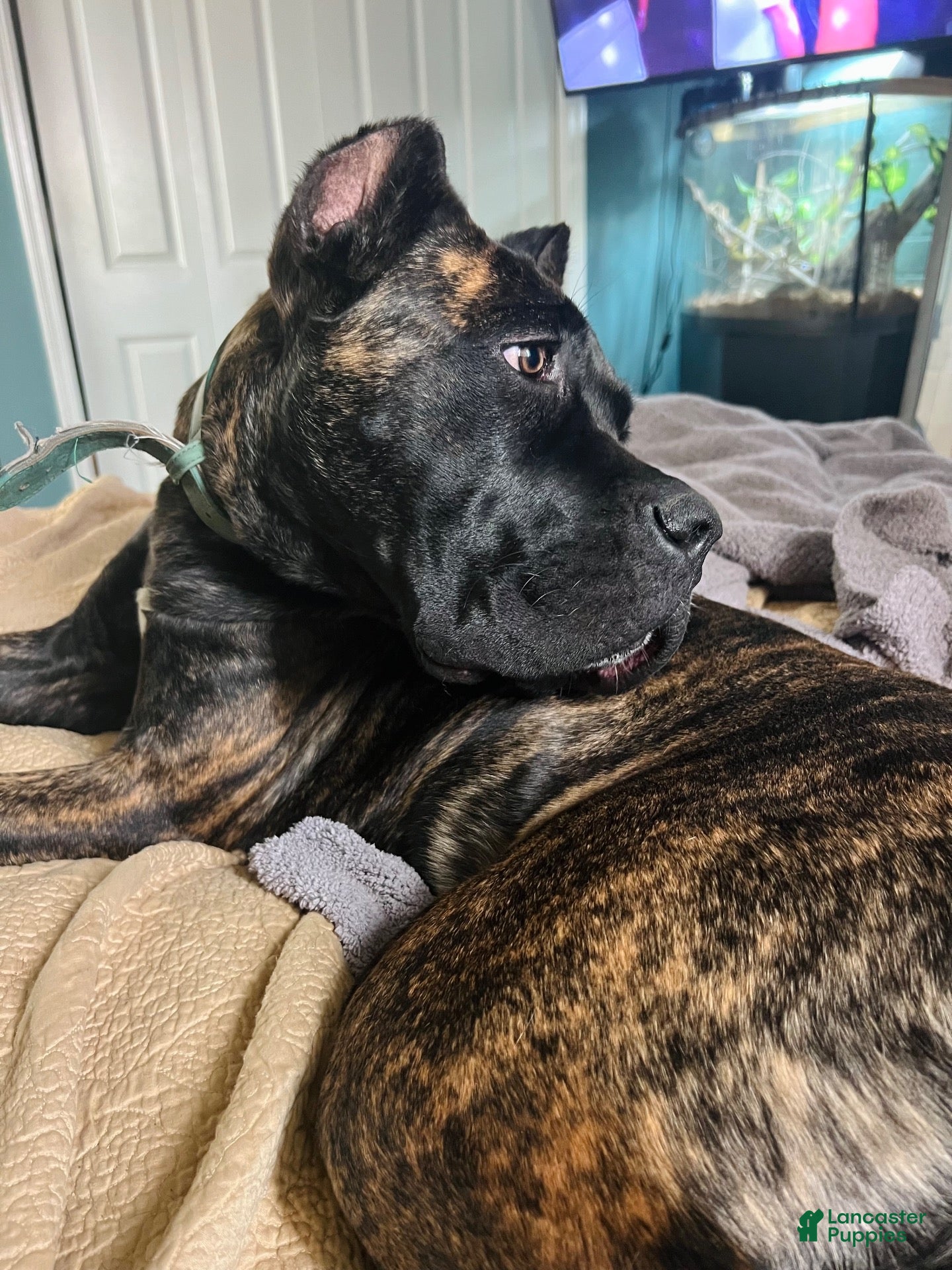 Cane Corso dogs Silver Collar Male - Ad 2
