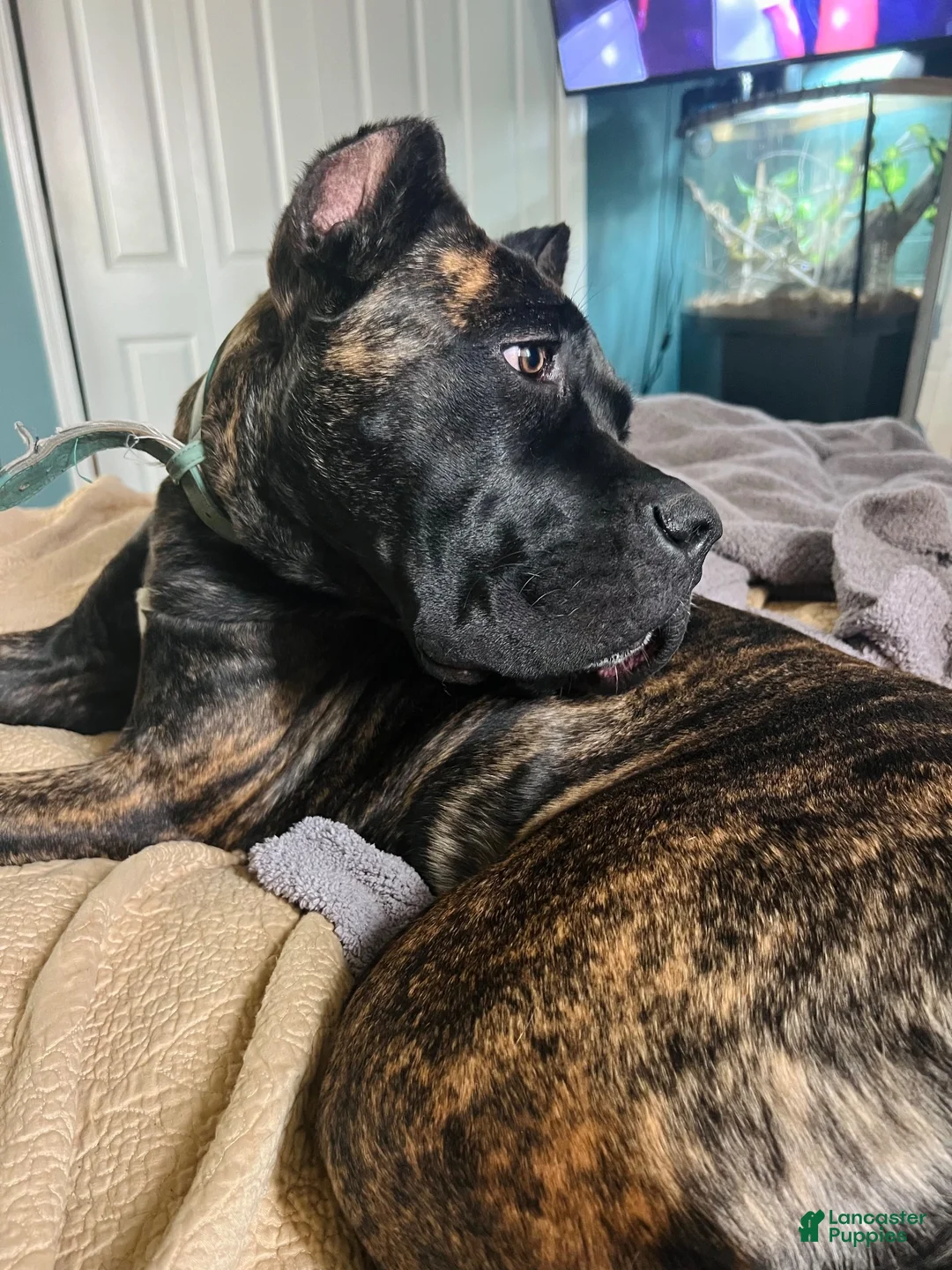 Cane Corso dogs for sale: Purple Collar Female - Ad 2