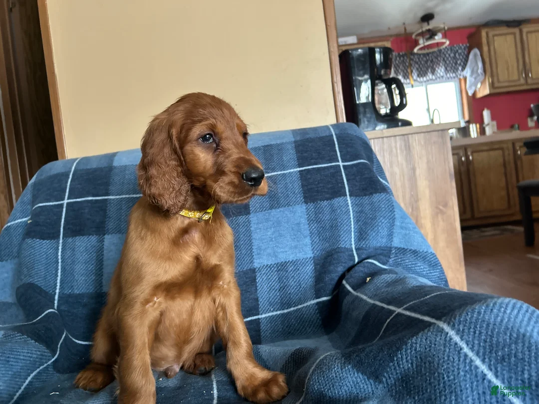 Irish Setter dogs for sale: Irish Setter male yellow collar - Ad 2