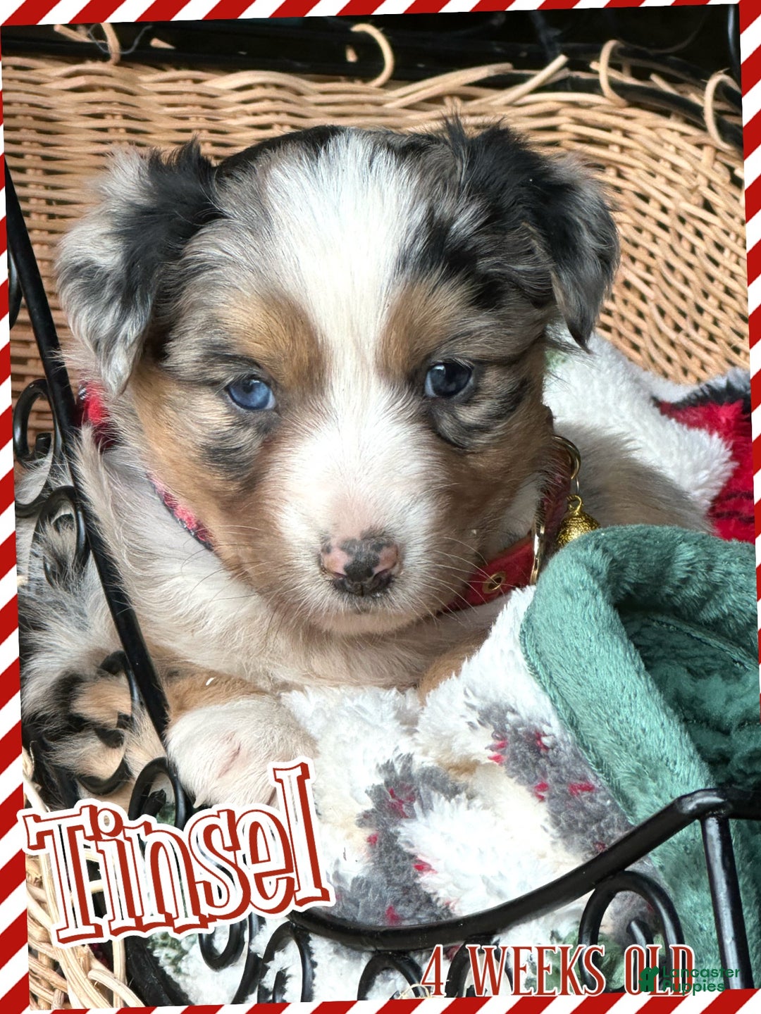 Miniature Australian Shepherd dogs for sale: Tinsel - Ad 1