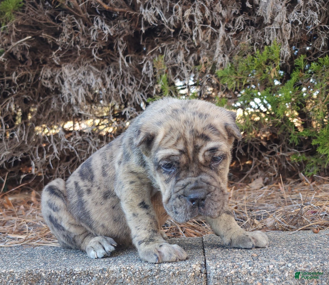 Cane Corso dogs for sale: Patches - Ad 2
