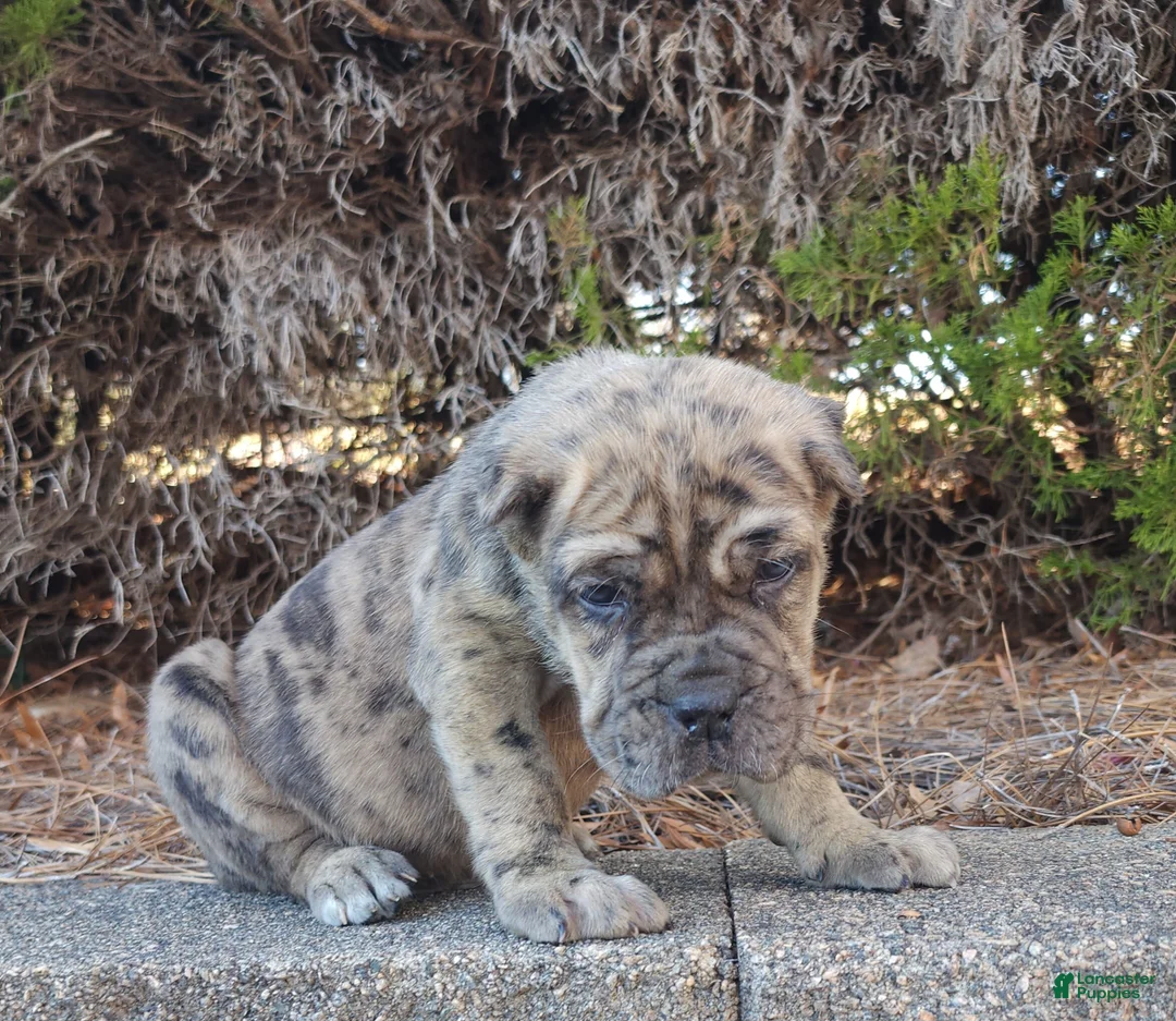 Cane Corso dogs for sale: Patches - Ad 2