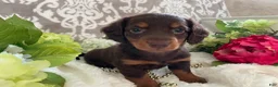 Miniature Dachshund dogs for sale: Mindy - Ad 12