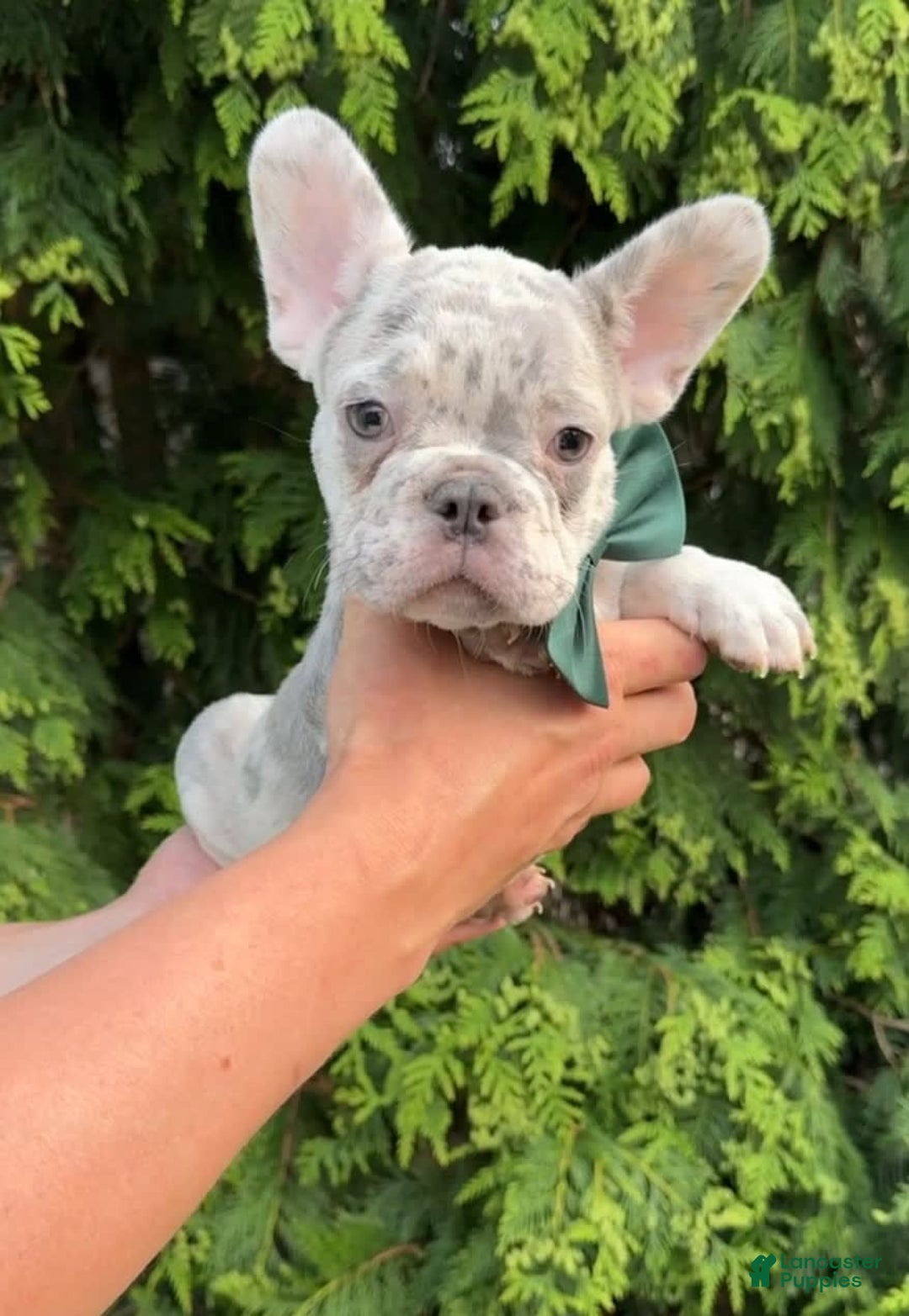 French Bulldog dogs for sale: Bentley - Ad 1