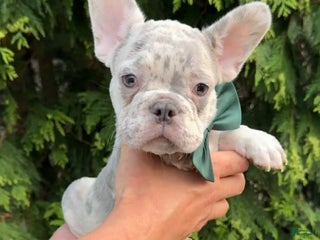 French Bulldog dogs Bentley - Ad 4