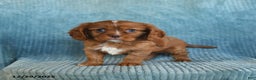Cavalier King Charles Spaniel dogs for sale: Champ   - Ad 3